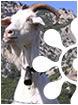www.ignaziogrecu.com ** immagine del mese**